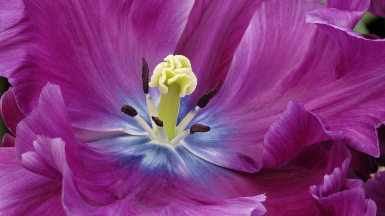 Обои цветок, лепестки, тюльпан, фиолетовые, крупным планом, flower, petals, tulip, purple, closeup разрешение 1920x1200 Загрузить