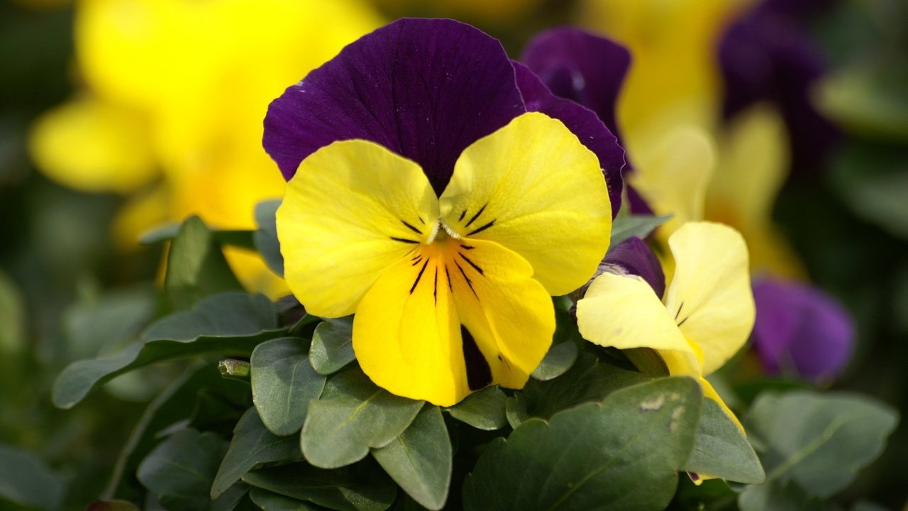 Обои цветы, анютины глазки, фиалки, садовые, flowers, pansy, violet, garden разрешение 1920x1200 Загрузить