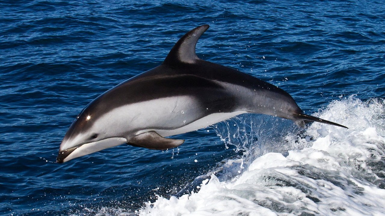 Обои море, волна, прыжок, дельфин, sea, wave, jump, dolphin разрешение 2048x1282 Загрузить