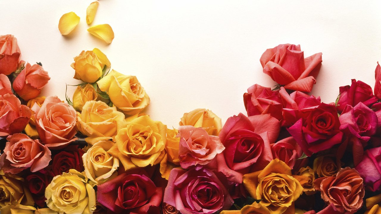 Обои бутоны, розы, buds, roses разрешение 2560x1600 Загрузить