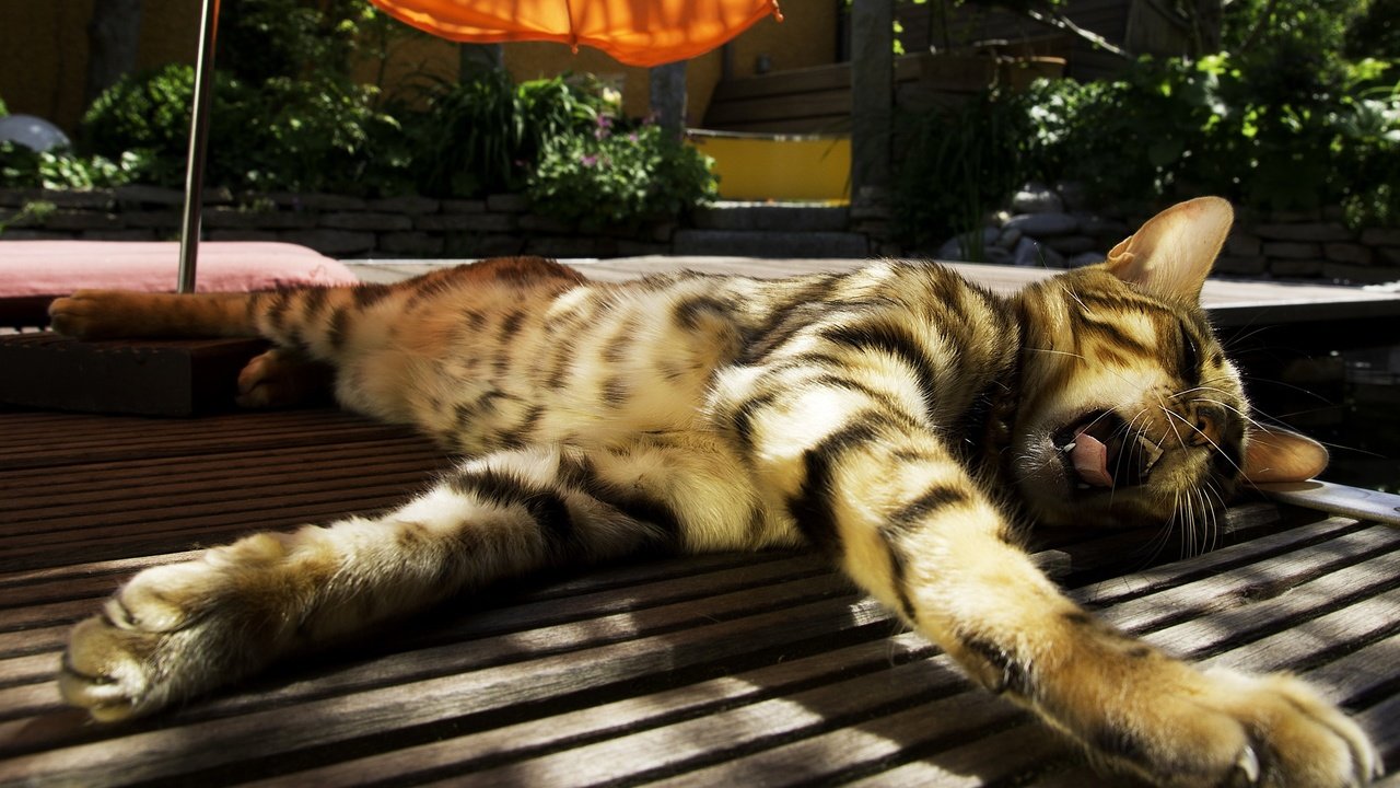 Обои солнце, кот, полосатый, зевает, бенгальская кошка, the sun, cat, striped, yawns, bengal cat разрешение 2560x1600 Загрузить