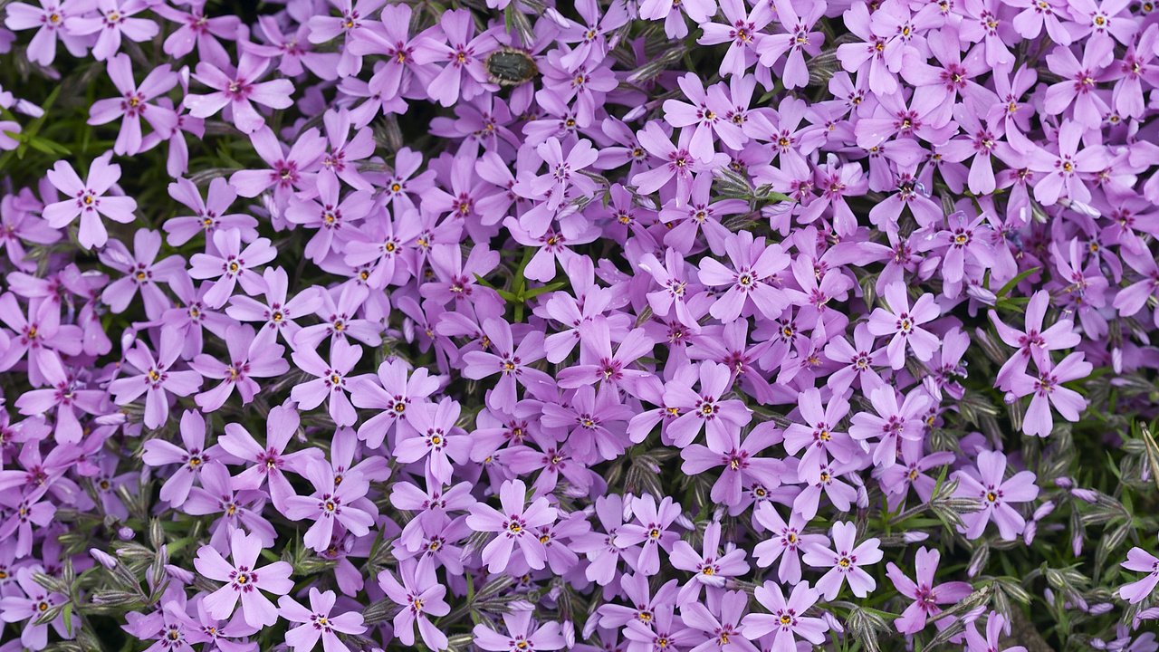 Обои цветы, лепестки, сиреневые, флоксы, флокс, flowers, petals, lilac, phlox разрешение 2560x1600 Загрузить