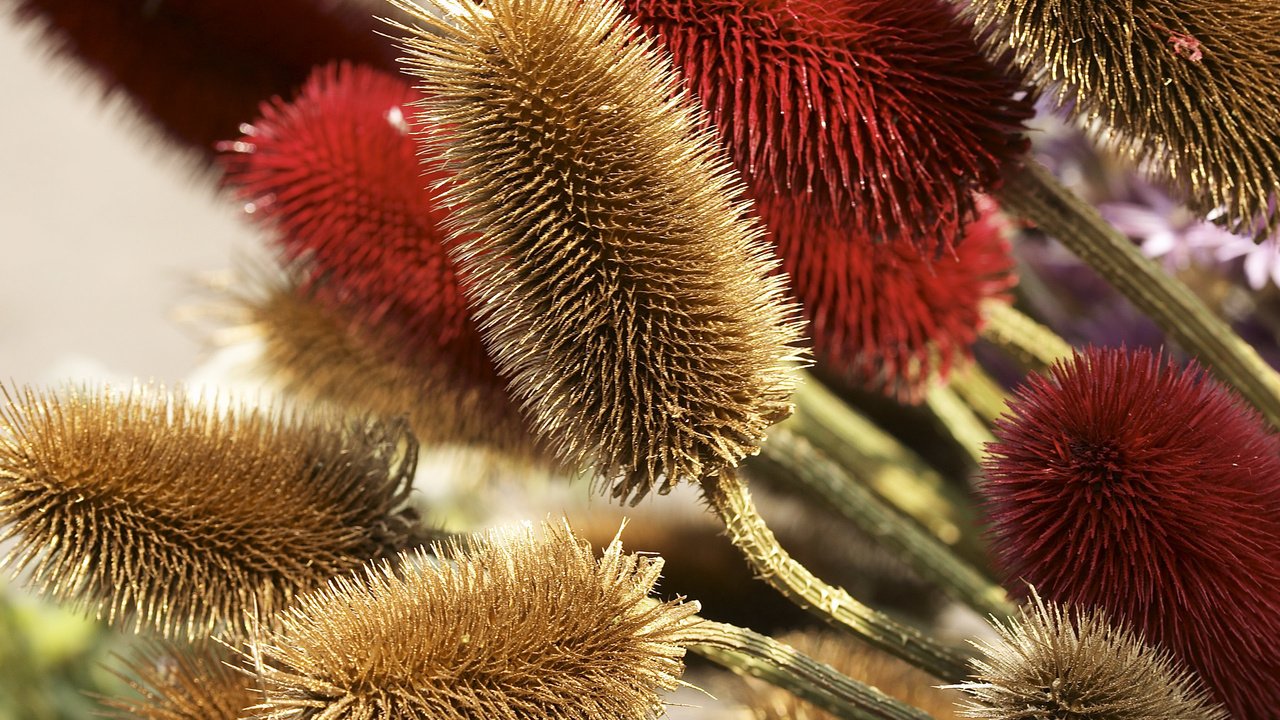 Обои цветок, растение, стебель, колючка, dried flowers, сухоцветы, flower, plant, stem, thorn, the dried flowers разрешение 2560x1600 Загрузить