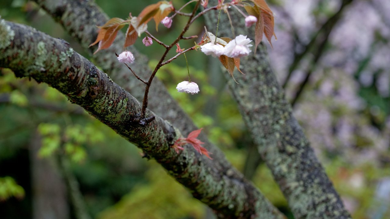 Обои дерево, цветение, ветки, весна, tree, flowering, branches, spring разрешение 2560x1600 Загрузить