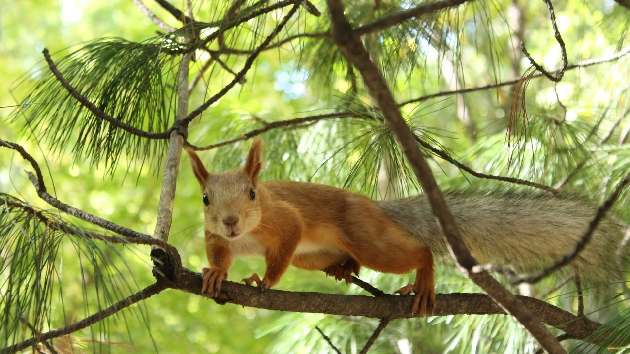 Обои деревья, природа, хвоя, ветки, животное, белка, trees, nature, needles, branches, animal, protein разрешение 2560x1600 Загрузить