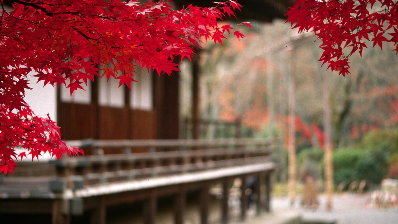 Обои дерево, листья, пейзаж, осень, япония, ветвь, tree, leaves, landscape, autumn, japan, branch разрешение 2000x1353 Загрузить