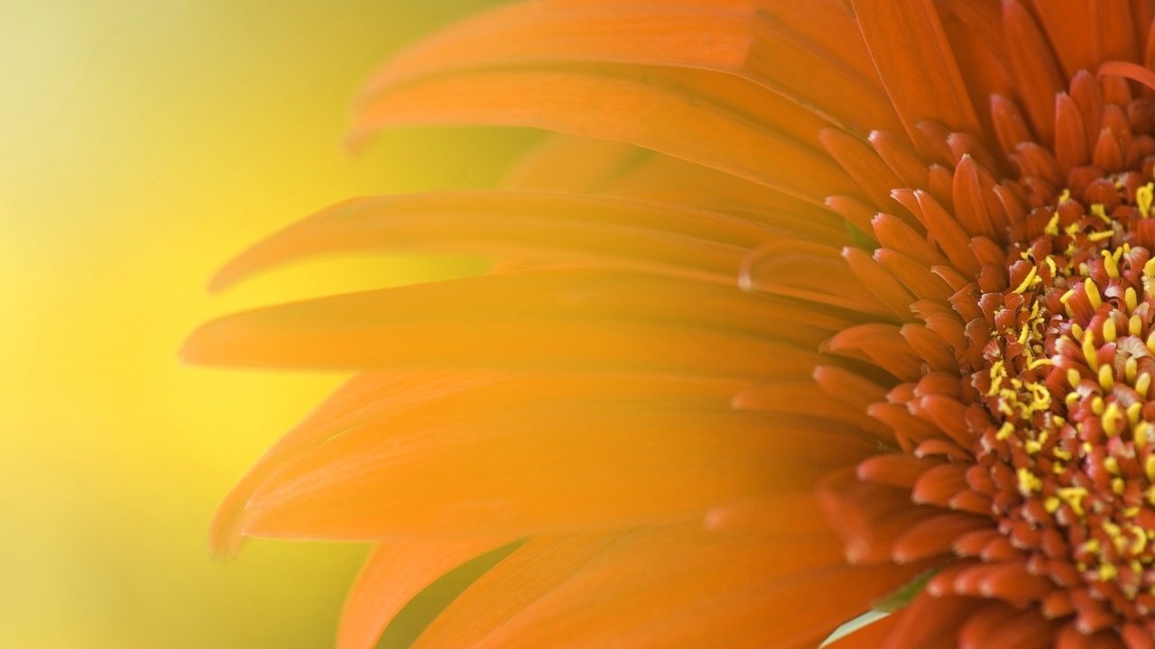Обои цветок, лепестки, блики, оранжевый, гербера, крупным планом, flower, petals, glare, orange, gerbera, closeup разрешение 1920x1080 Загрузить