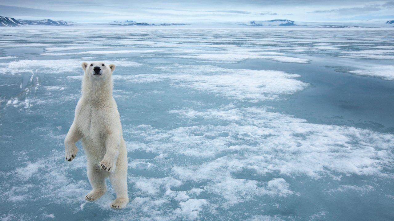 Обои снег, полярный медведь, медведь, лёд, белый медведь, snow, polar bear, bear, ice разрешение 1920x1200 Загрузить
