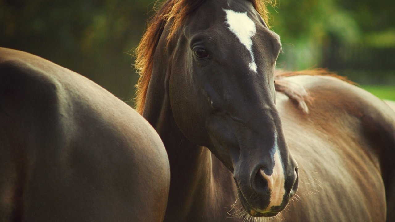 Обои глаза, лошади, грива, окрас, eyes, horse, mane, color разрешение 1920x1280 Загрузить