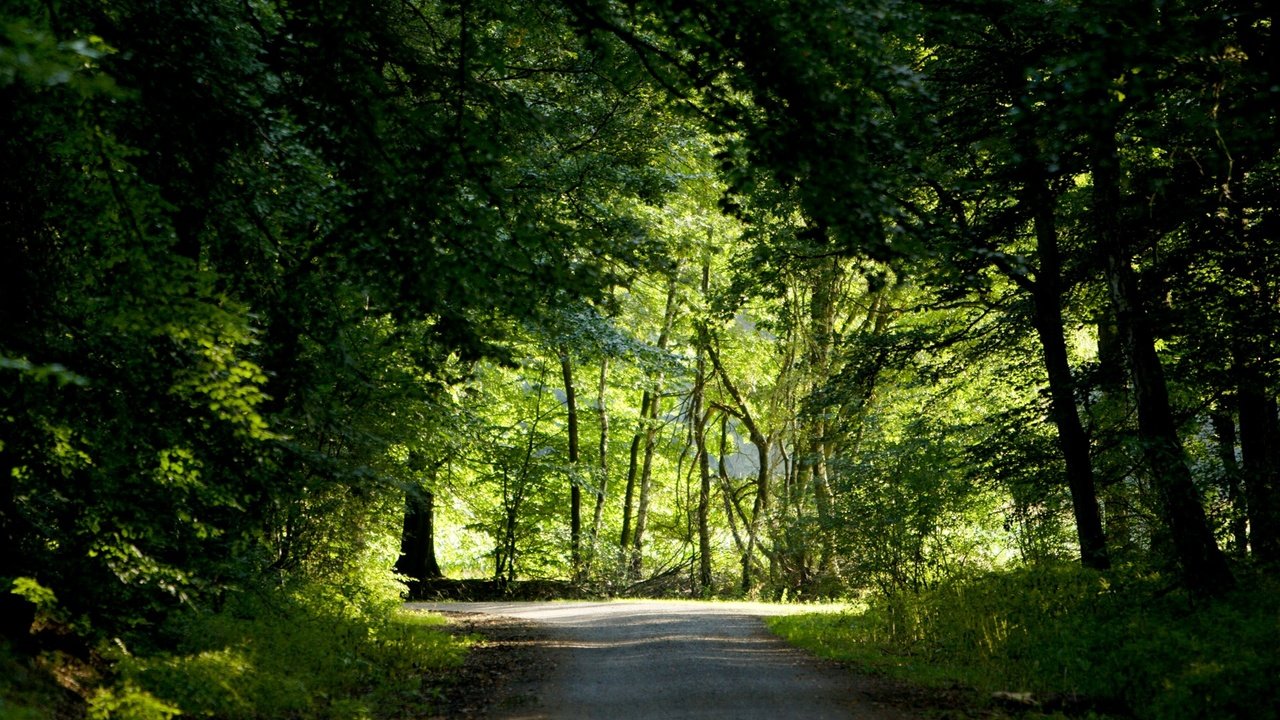 Обои дорога, деревья, зелень, лес, лето, best wallpapers, road, trees, greens, forest, summer разрешение 1920x1200 Загрузить