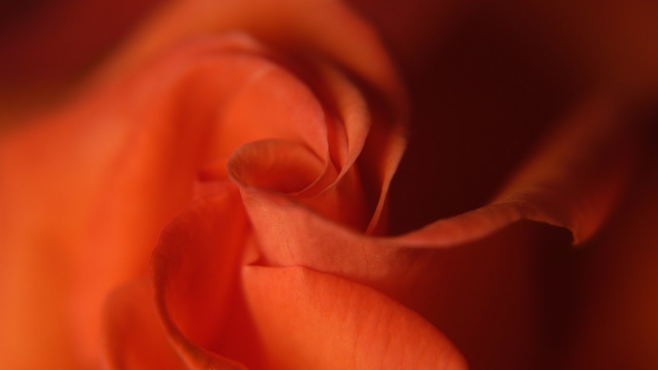 Обои роза, лепестки, бутон, best wallpapers, rose, petals, bud разрешение 1920x1200 Загрузить