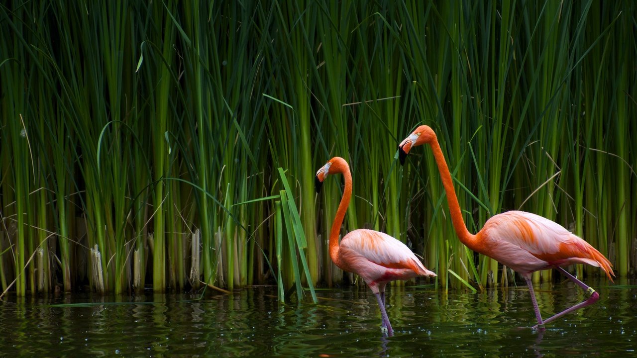 Обои озеро, фламинго, птицы, калифорния, тростник, sacramento zoo, lake, flamingo, birds, ca, cane разрешение 2560x1600 Загрузить