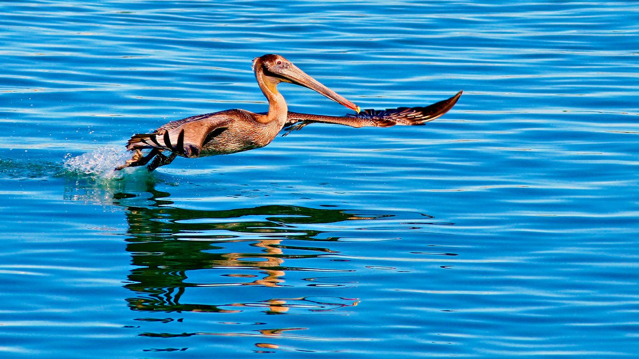 Обои вода, отражение, полет, птица, пеликан, water, reflection, flight, bird, pelican разрешение 1920x1080 Загрузить