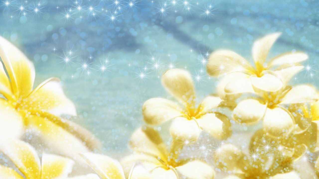 Обои цветы, лепестки, блики, плюмерия, flowers, petals, glare, plumeria разрешение 1920x1200 Загрузить