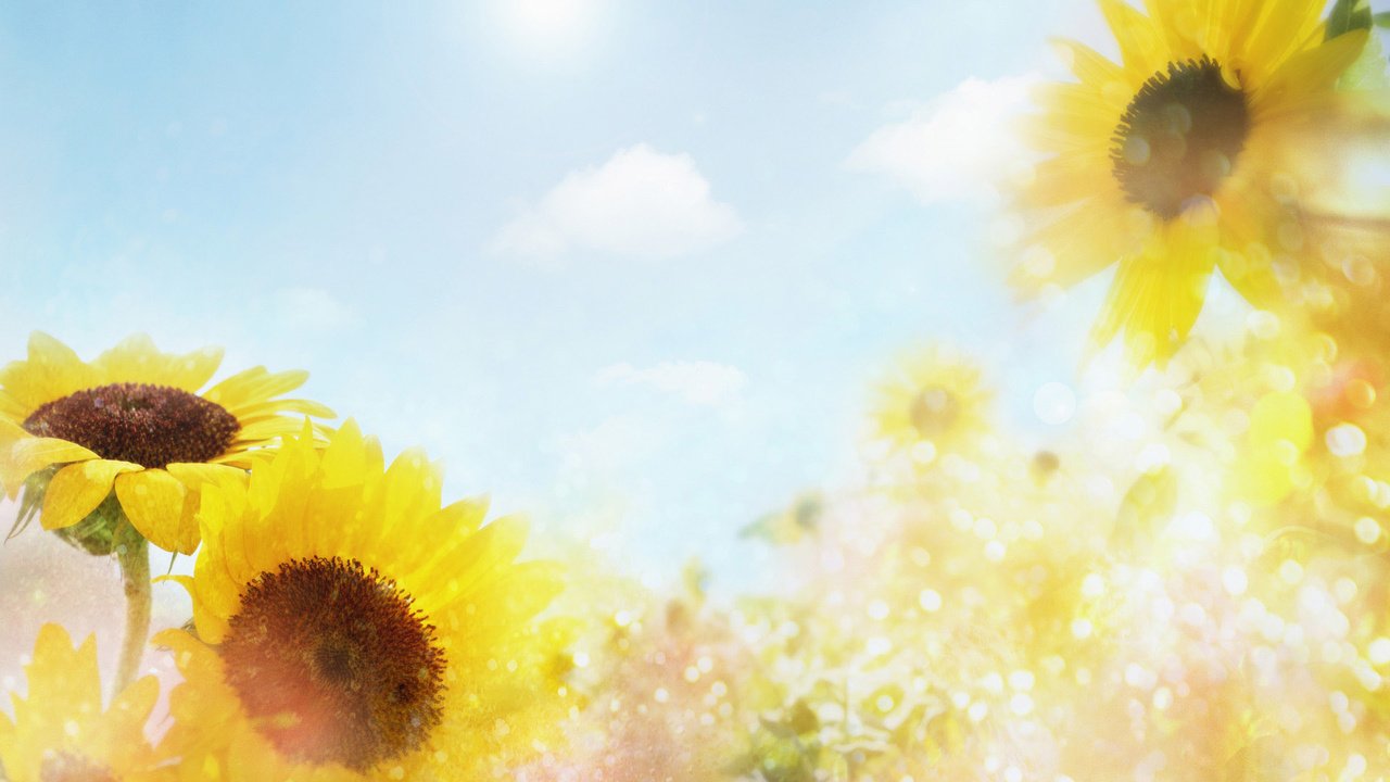 Обои цветы, подсолнухи, желтые, flowers, sunflowers, yellow разрешение 1920x1200 Загрузить