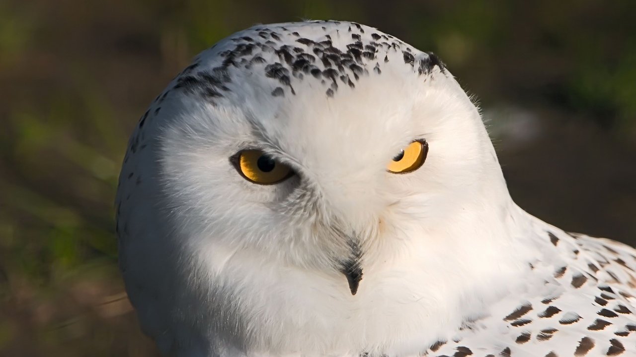 Обои сова, взгляд, хищник, птица, полярная сова, белая сова, owl, look, predator, bird, snowy owl, white owl разрешение 1920x1200 Загрузить