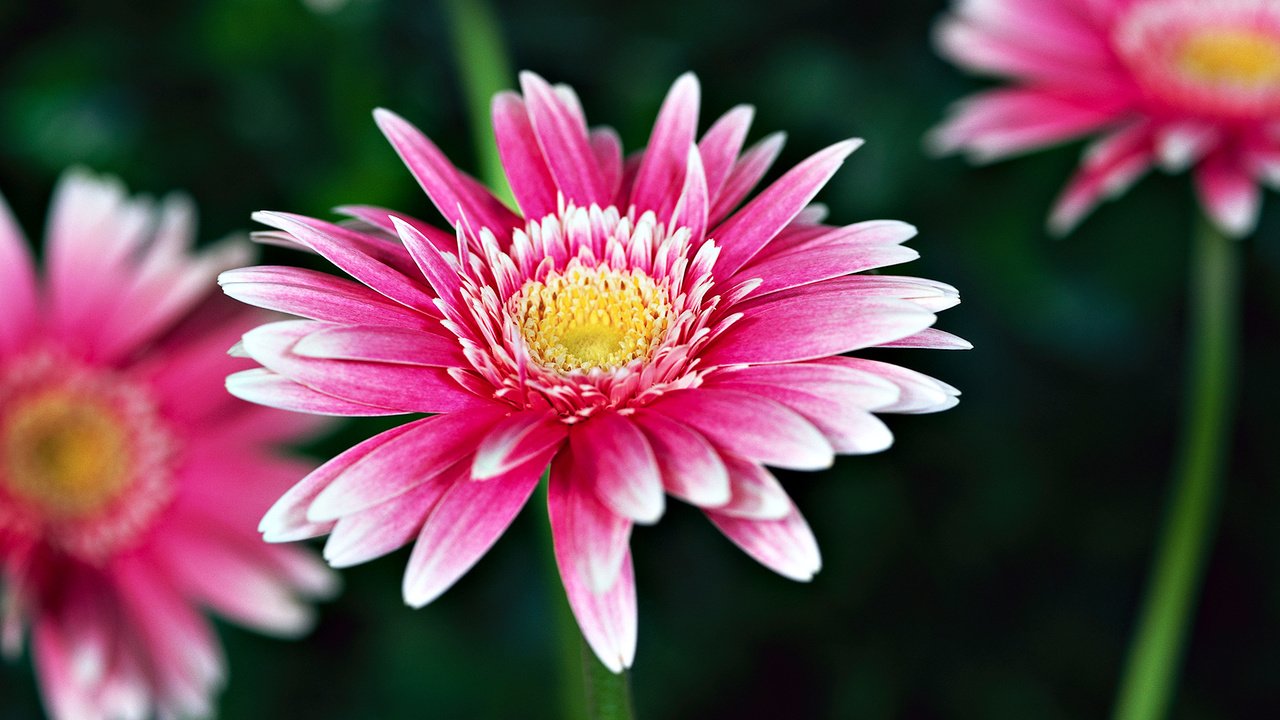 Обои цветы, розовый, герберы, flowers, pink, gerbera разрешение 1920x1080 Загрузить