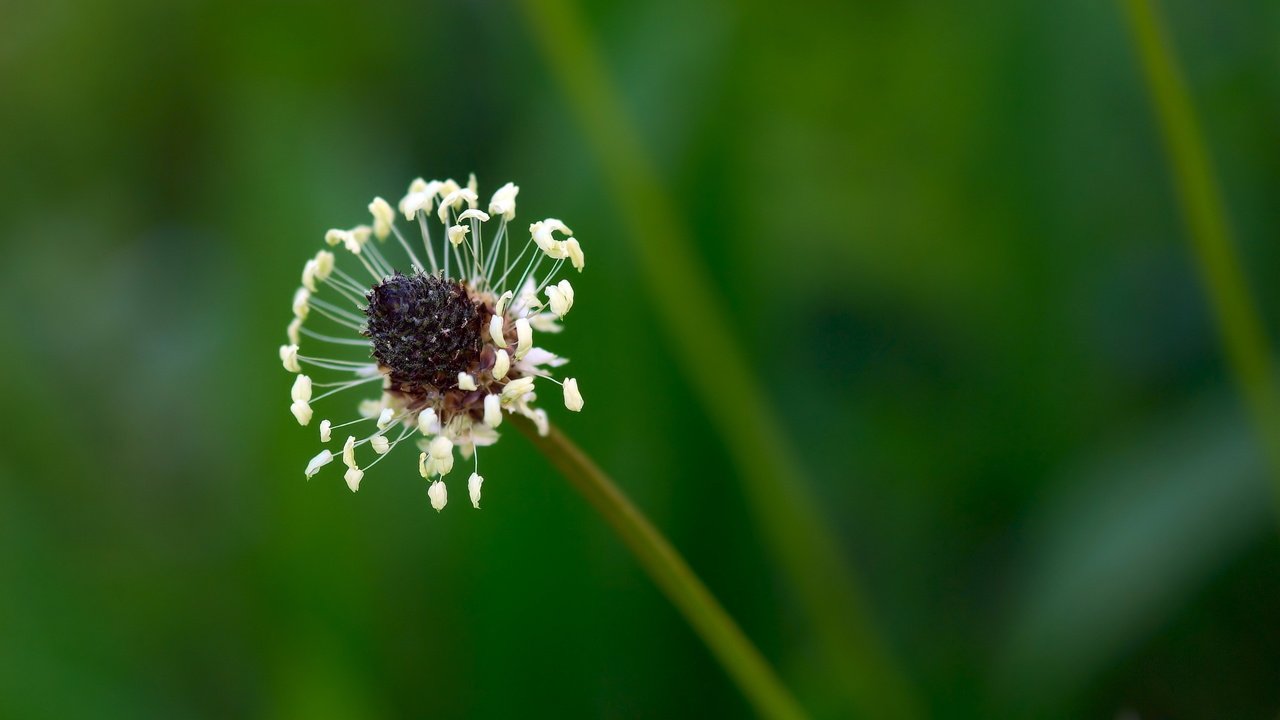 Обои природа, цветок, размытость, стебель, подорожник, nature, flower, blur, stem, plantain разрешение 2560x1600 Загрузить