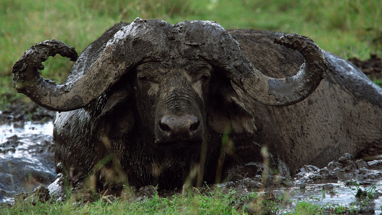 Обои морда, грязь, взгляд, рога, буйвол, face, dirt, look, horns, buffalo разрешение 1920x1200 Загрузить