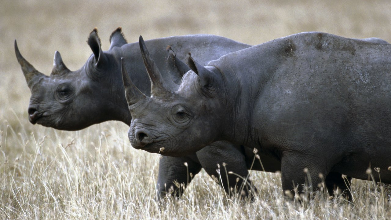 Обои трава, пара, прогулка, носорог, носороги, grass, pair, walk, rhino, rhinos разрешение 1920x1200 Загрузить