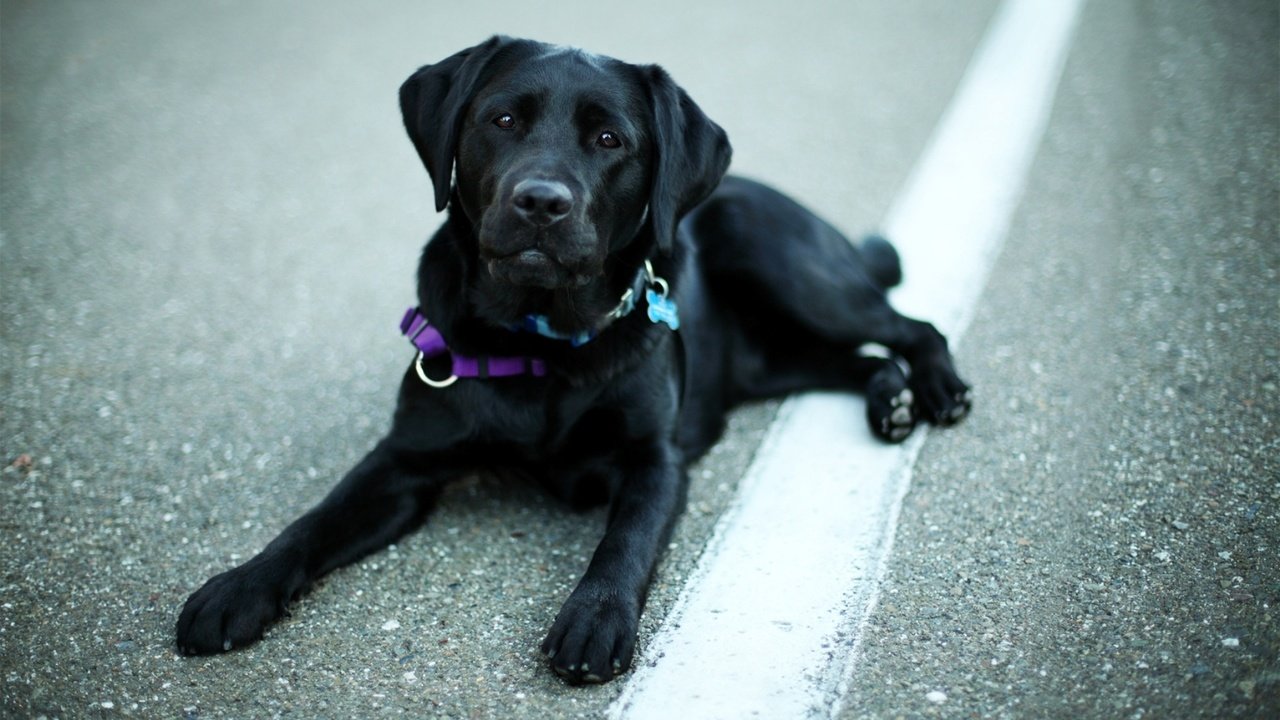 Обои животные, взгляд, собака, лабрадор, ретривер, animals, look, dog, labrador, retriever разрешение 1920x1200 Загрузить