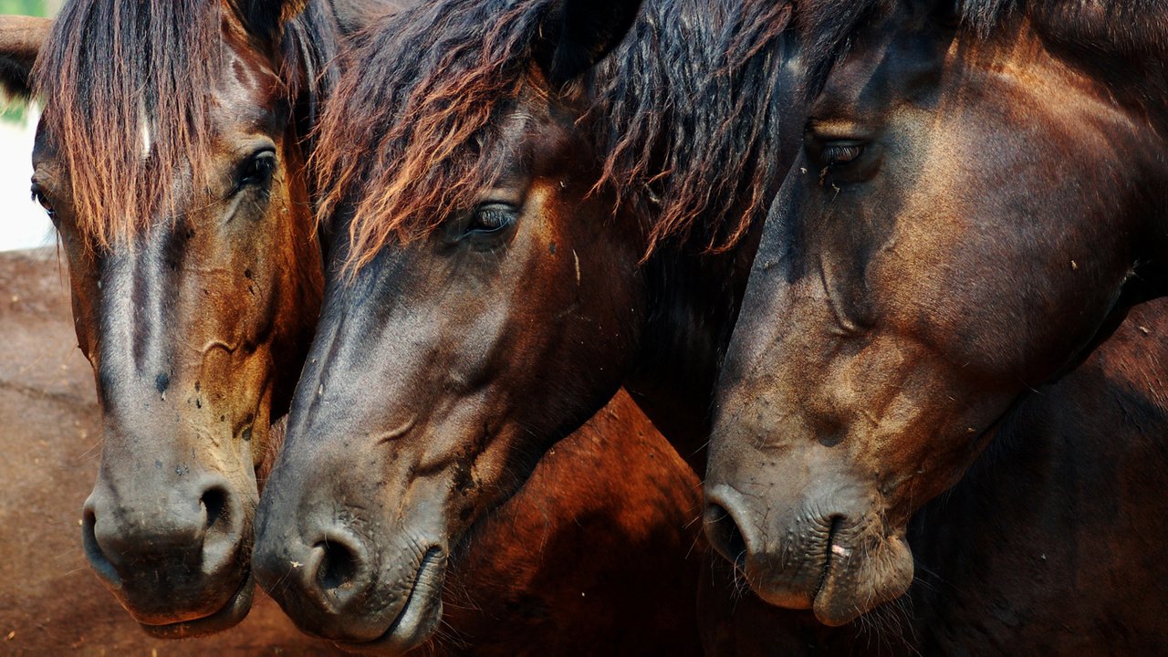 Обои лошадь, лошади, кони, horse, horses разрешение 1920x1200 Загрузить