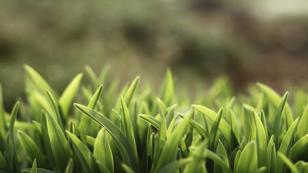 Обои трава, природа, зелень, растения, лето, grass, nature, greens, plants, summer разрешение 4752x3047 Загрузить