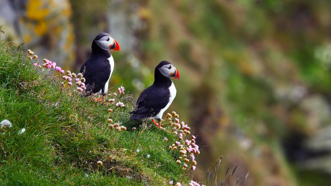 Обои птицы, атлантический тупик, fratercula arctica, puffin, birds, atlantic puffin разрешение 1920x1280 Загрузить