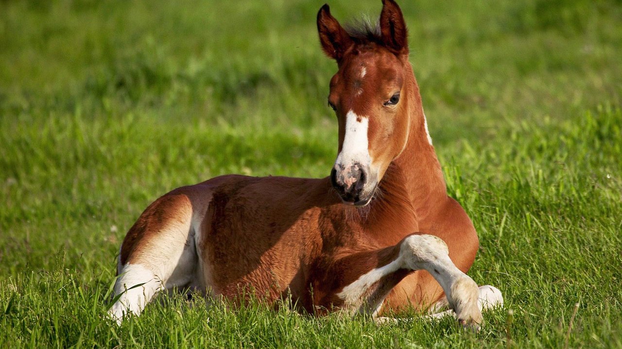 Обои лошадь, трава, фон, поле, зеленая, конь, жиребёнок, horse, grass, background, field, green, zherebenok разрешение 1920x1200 Загрузить