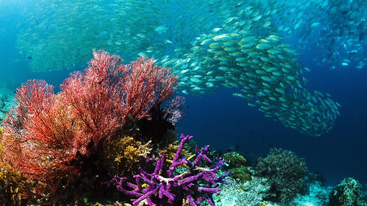 Обои море, рыбы, кораллы, подводный мир, косяк, sea, fish, corals, underwater world, cant разрешение 1920x1200 Загрузить