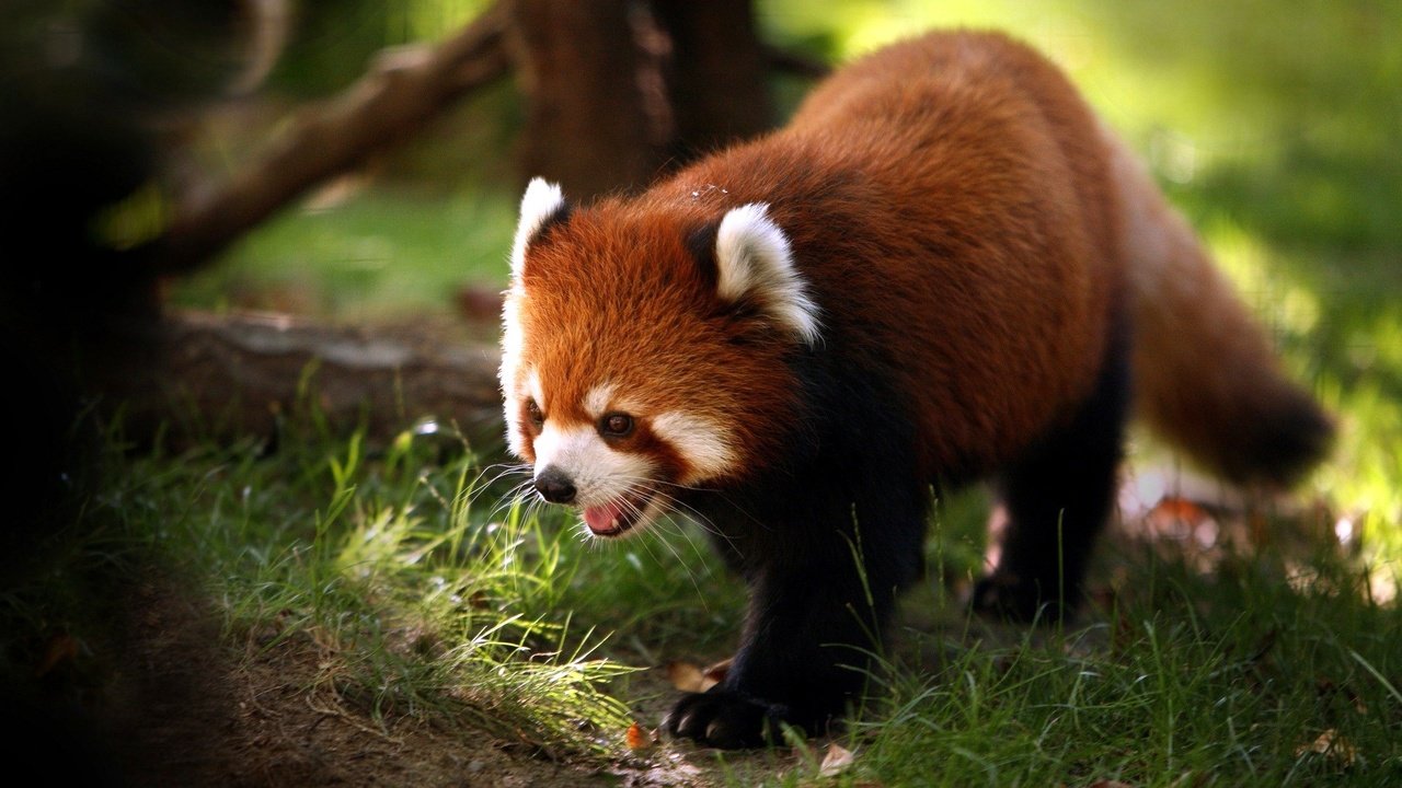 Обои мордочка, панда, лапки, красная панда, малая панда, muzzle, panda, legs, red panda разрешение 1920x1200 Загрузить
