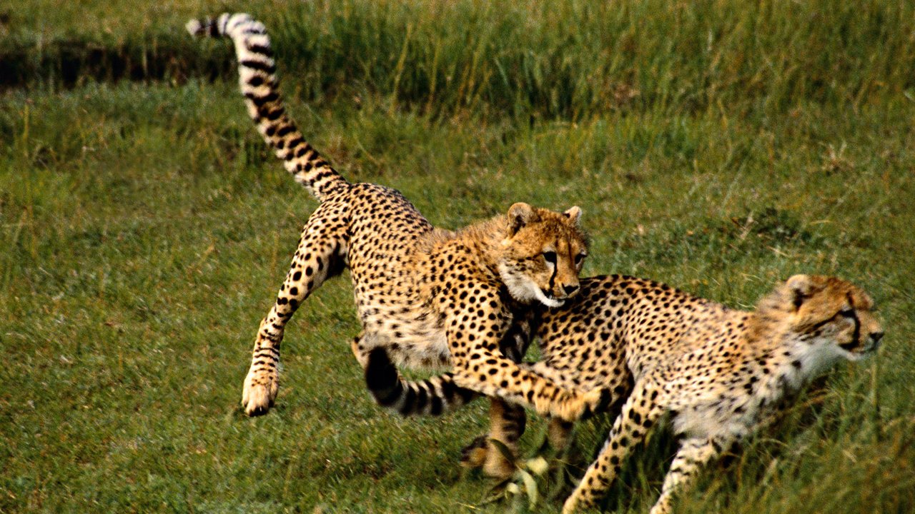 Обои трава, хищник, большая кошка, гепард, гепарды, grass, predator, big cat, cheetah, cheetahs разрешение 1920x1080 Загрузить