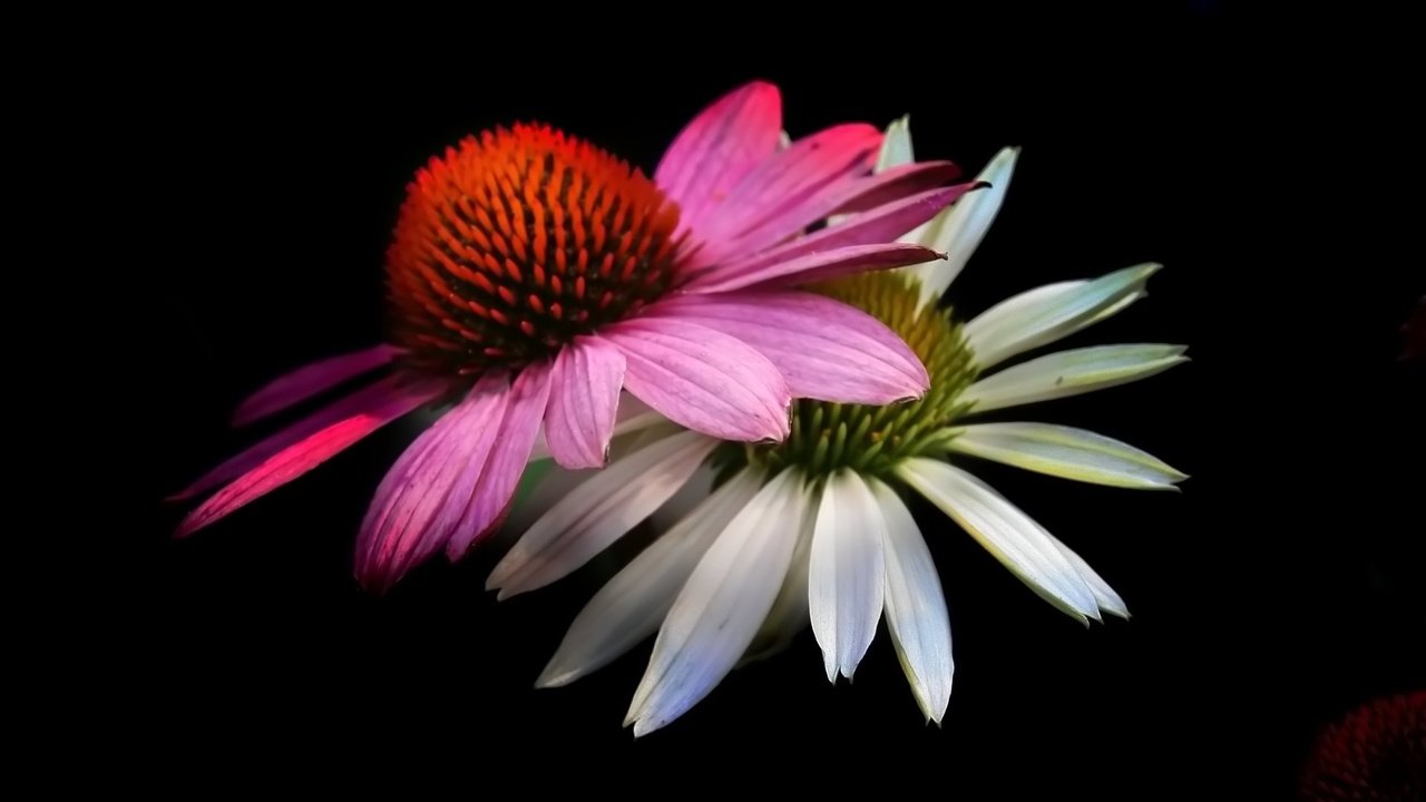 Обои цветы, лепестки, черный фон, эхинацея, flowers, petals, black background, echinacea разрешение 1920x1080 Загрузить