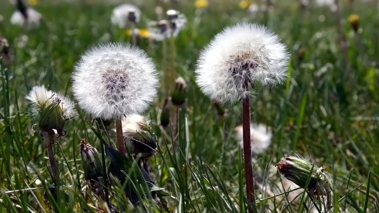 Обои цветы, одуванчик, пушинки, былинки, flowers, dandelion, fuzzes, blade разрешение 1920x1080 Загрузить