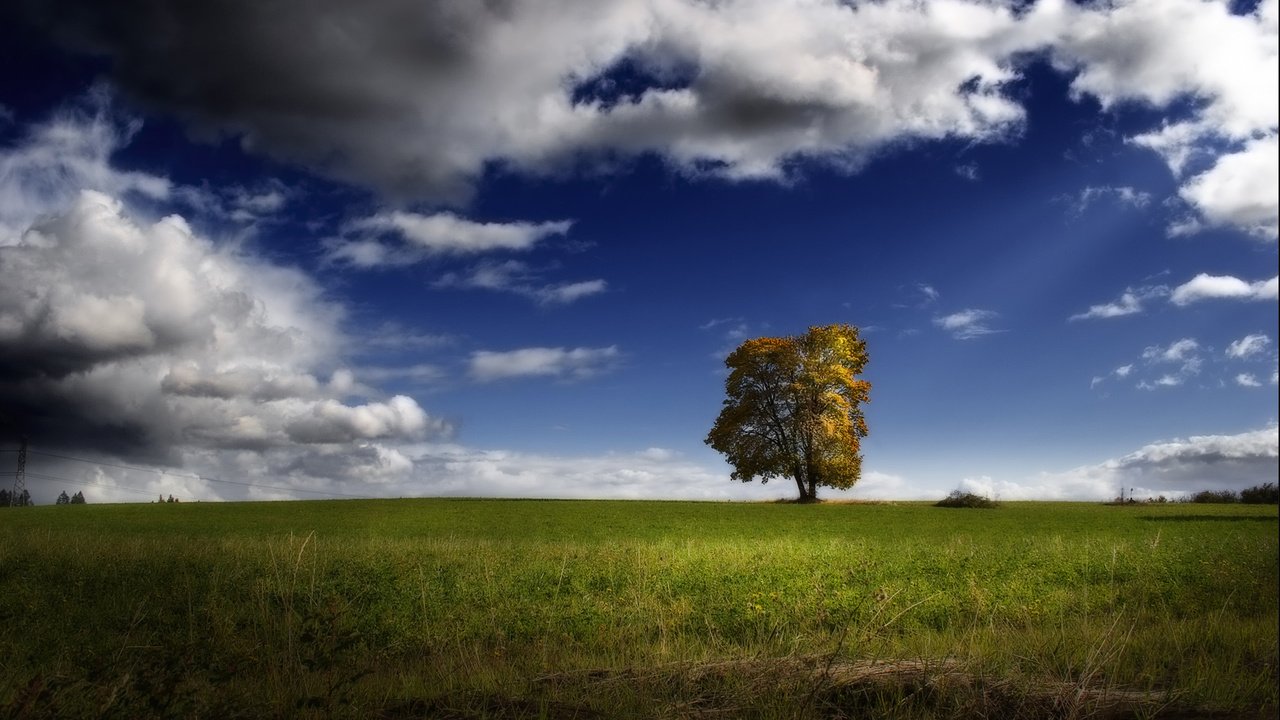 Обои небо, облака, дерево, пейзаж, поле, the sky, clouds, tree, landscape, field разрешение 1920x1080 Загрузить