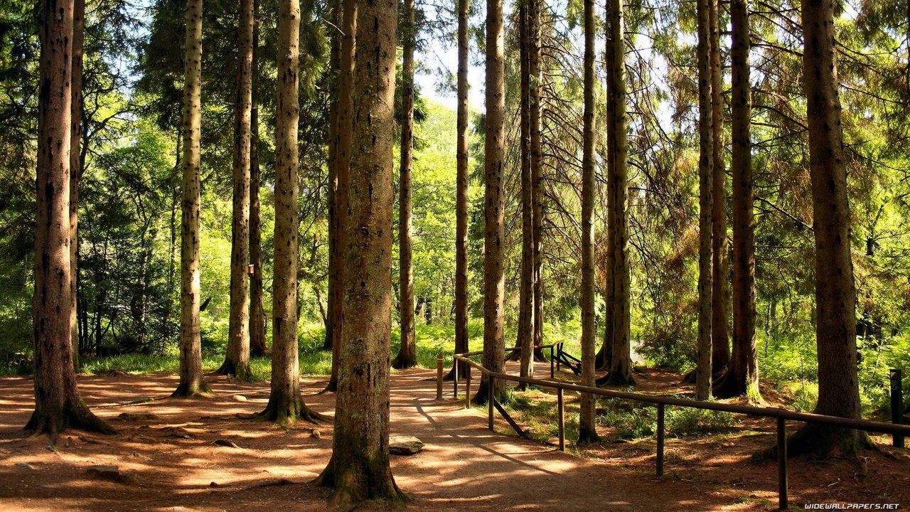 Обои деревья, лес, стволы, ограждение, сосны, тропа, trees, forest, trunks, the fence, pine, trail разрешение 1920x1080 Загрузить