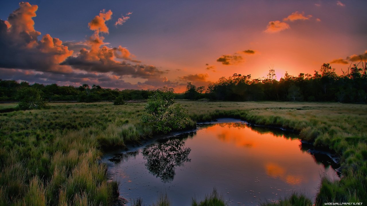 Обои трава, вода, природа, дерево, закат, отражение, лужа, grass, water, nature, tree, sunset, reflection, puddle разрешение 1920x1080 Загрузить