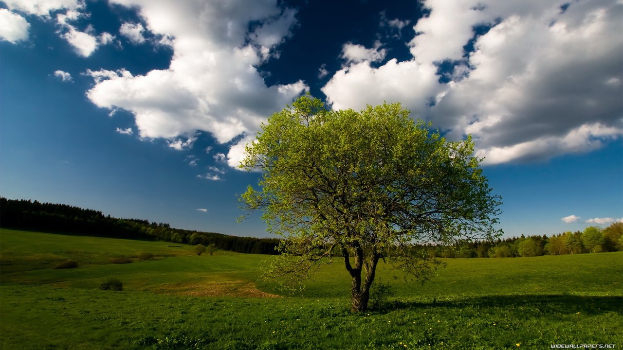 Обои небо, облака, дерево, пейзаж, поле, the sky, clouds, tree, landscape, field разрешение 1920x1080 Загрузить