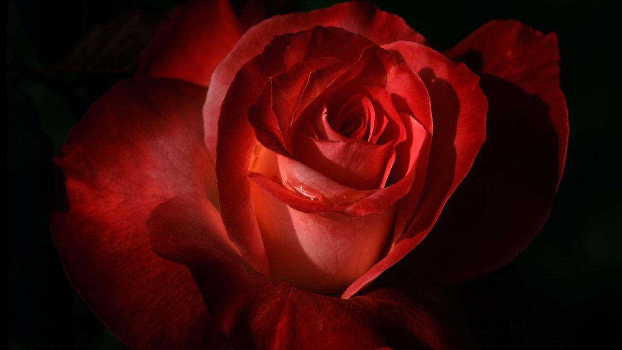 Обои цветок, роза, красная, flower, rose, red разрешение 1920x1200 Загрузить