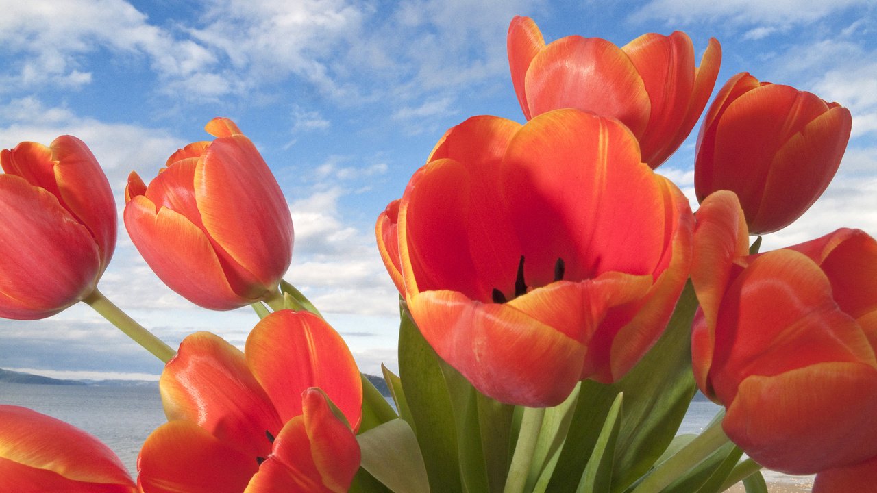 Обои цветы, природа, бутоны, лепестки, тюльпаны, flowers, nature, buds, petals, tulips разрешение 1920x1080 Загрузить