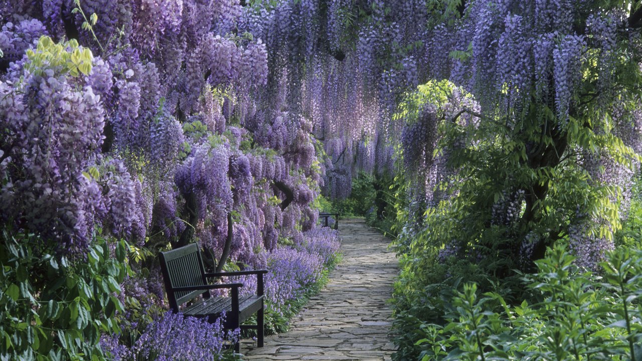 Обои тропинка, глициния, райский сад, сиреневое чудо, скаменки, path, wisteria, the garden of eden, lilac miracle, kamenki разрешение 1920x1080 Загрузить