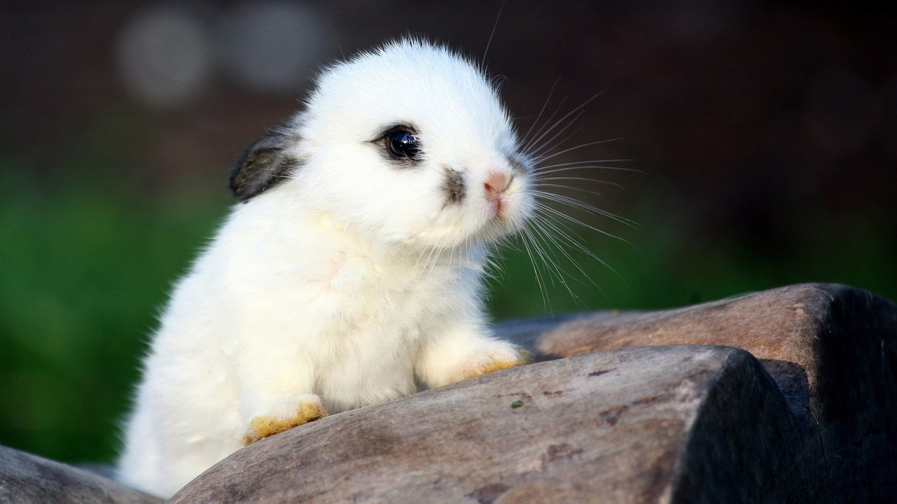 Обои мордочка, взгляд, белый, ушки, кролик, малыш, крольчонок, muzzle, look, white, ears, rabbit, baby разрешение 1920x1080 Загрузить
