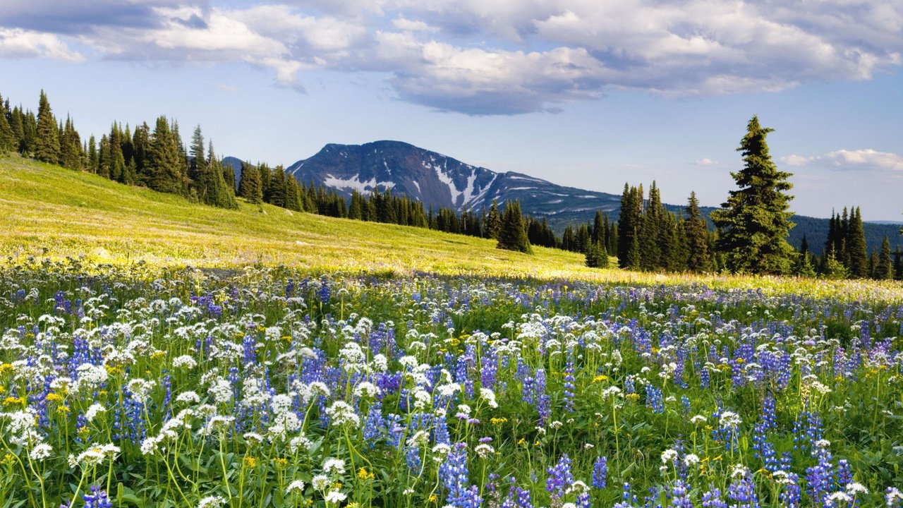 Обои цветы, горы, склон, луг, flowers, mountains, slope, meadow разрешение 1920x1080 Загрузить