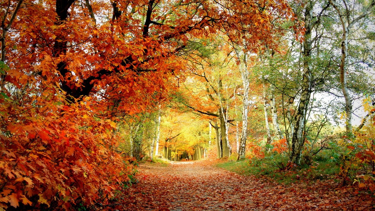 Обои деревья, листья, парк, березы, осень, тропинка, дуб, trees, leaves, park, birch, autumn, path, oak разрешение 2560x1600 Загрузить