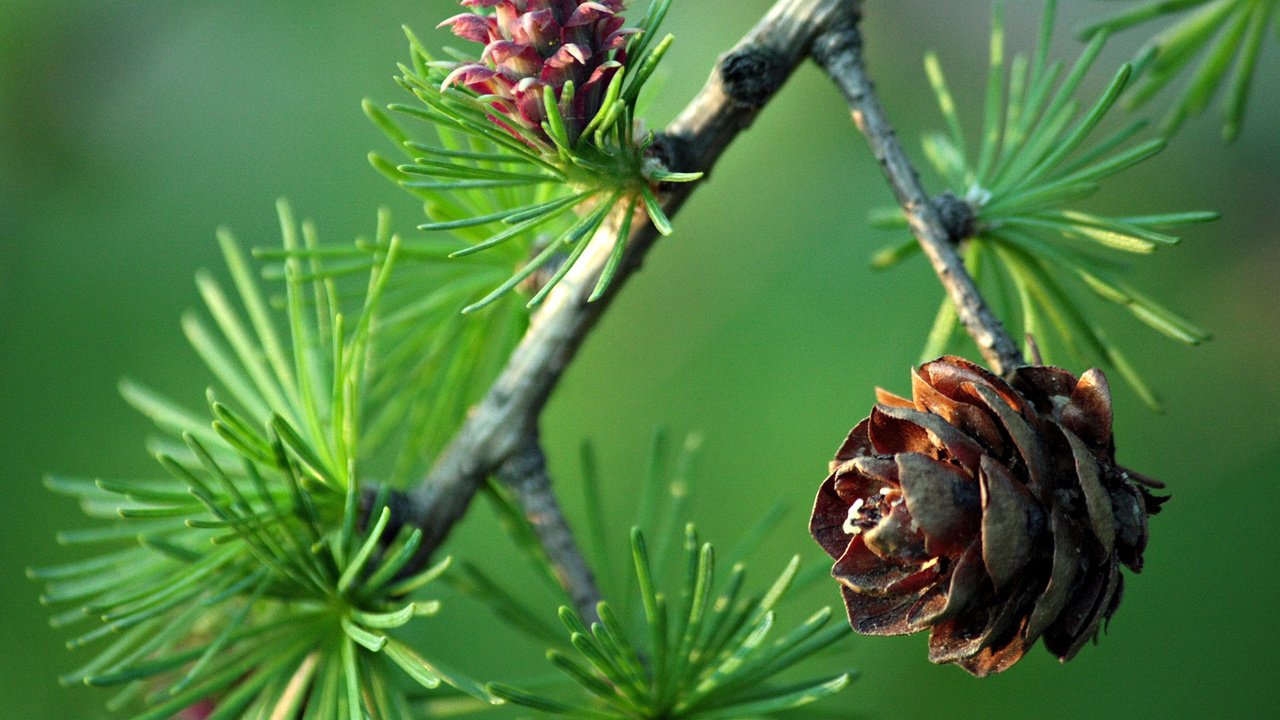 Обои ветка, ель, веточка, шишки, зеленый фон, branch, spruce, sprig, bumps, green background разрешение 1920x1080 Загрузить