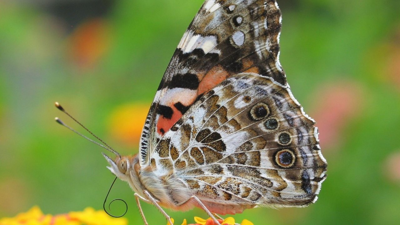 природа животные насекомые бабочка nature animals insects butterfly скачать
