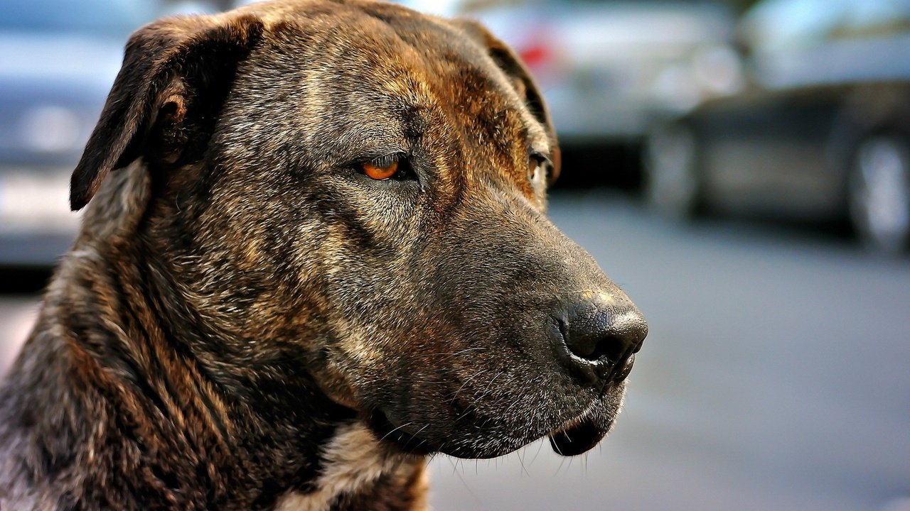 Обои морда, грусть, взгляд, собака, пес, окрас, красные глаза, амстафф, face, sadness, look, dog, color, red eyes, amstaff разрешение 1920x1200 Загрузить