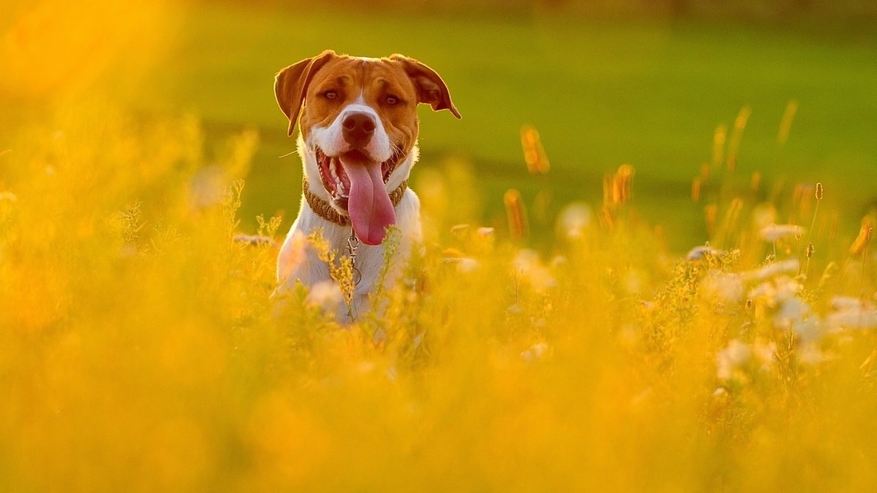 Обои морда, цветы, взгляд, собака, друг, язык, face, flowers, look, dog, each, language разрешение 2560x1600 Загрузить