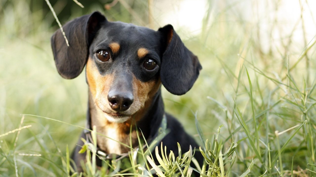 Обои трава, собака, щенок, такса, хитрюга, grass, dog, puppy, dachshund, foxy разрешение 2560x1600 Загрузить