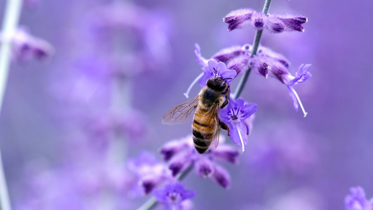 Обои макро, цветок, насекомые, пчела, macro, flower, insects, bee разрешение 1920x1200 Загрузить